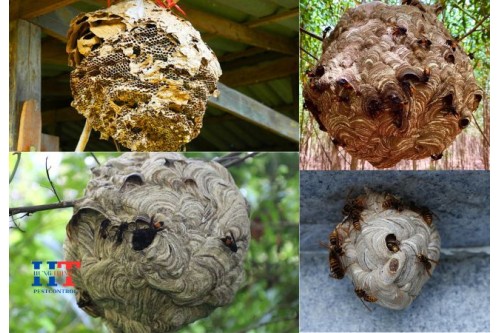 Dịch Vụ Bắt Ong Tại Quận 4 TP. Hồ Chí Minh