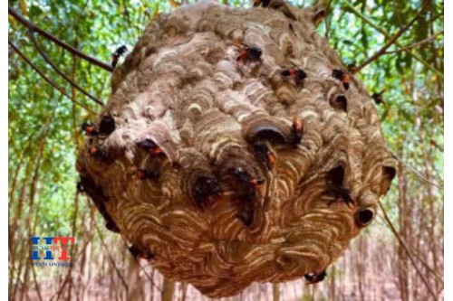 Dịch Vụ Bắt Ong Tại Thủ Đức TP. Hồ Chí Minh