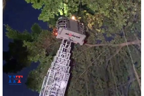 Dịch Vụ Bắt Tổ Ong Tại Quận Tân Phú TP. Hồ Chí Minh