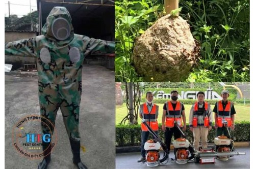 Dịch Vụ Bắt Tổ Ong Tại Bình Dương