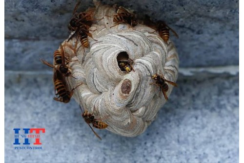 Dịch Vụ Bắt Ong Tại Thuận An Bình Dương