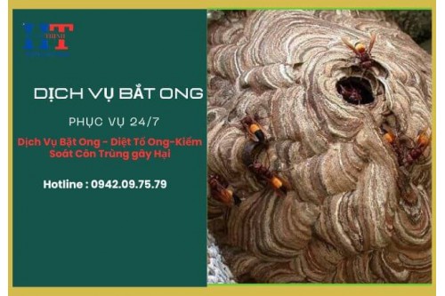Dịch Vụ Bắt Ong Tại Quận 7 TP.HCM
