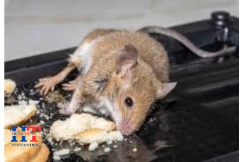 Dịch Vụ Diệt Chuột Tại Dĩ An Bình Dương Giá Rẻ