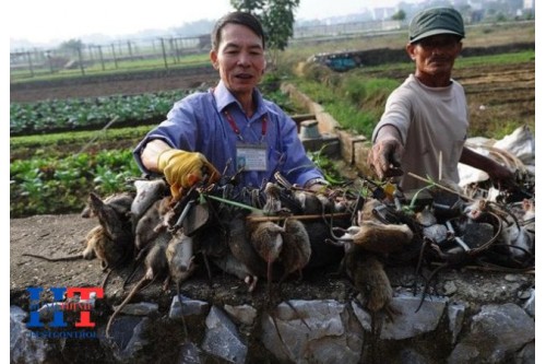 Dịch Vụ Diệt Chuột Giá Rẻ Tại Quận 1 TP. Hồ Chí Minh