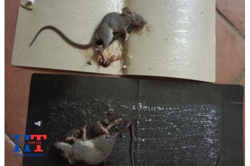 Dịch Vụ Diệt Chuột Tại Đồng Nai Giá Rẻ