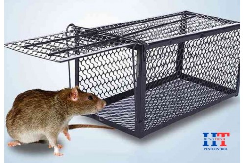 Dịch Vụ Diệt Chuột Tại Quận 6 TP. Hồ Chí Minh Giá Rẻ