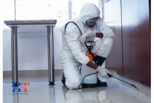 Dịch Vụ Diệt Mối Tận Gốc Tại Bàu Bàng Giá Rẻ