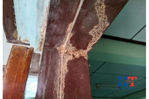 Dịch Vụ Diệt Mối Tận Gốc Tại Long Thành Giá Rẻ