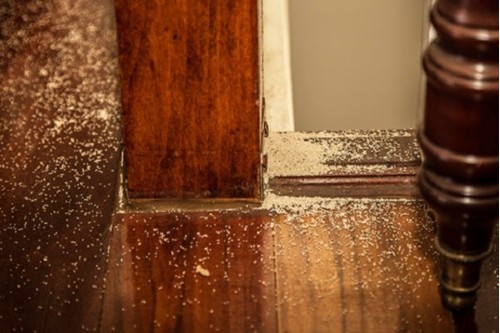 Dịch Vụ Diệt Mối Tại Quận 2 TP. Hồ Chí Minh