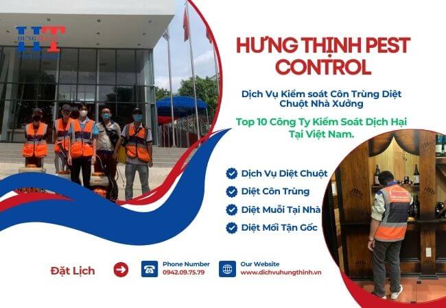 Công Ty Diệt Chuột Tại Trảng Bàng Tây Ninh