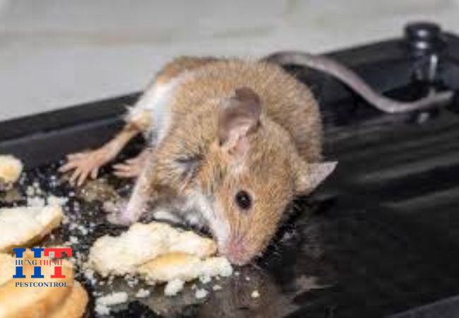 Dịch Vụ Diệt Chuột Tại Dĩ An Bình Dương Giá Rẻ