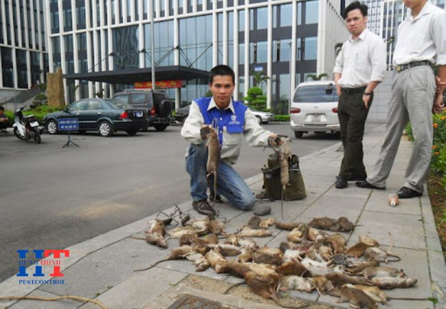 Dịch Vụ Diệt Chuột Tại Thuận An Bình Dương Giá Rẻ