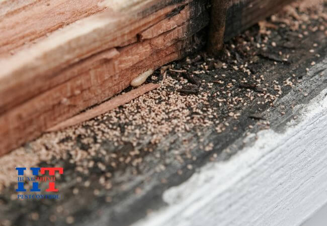 Dịch Vụ Diệt Mối Tại Tân An Long An