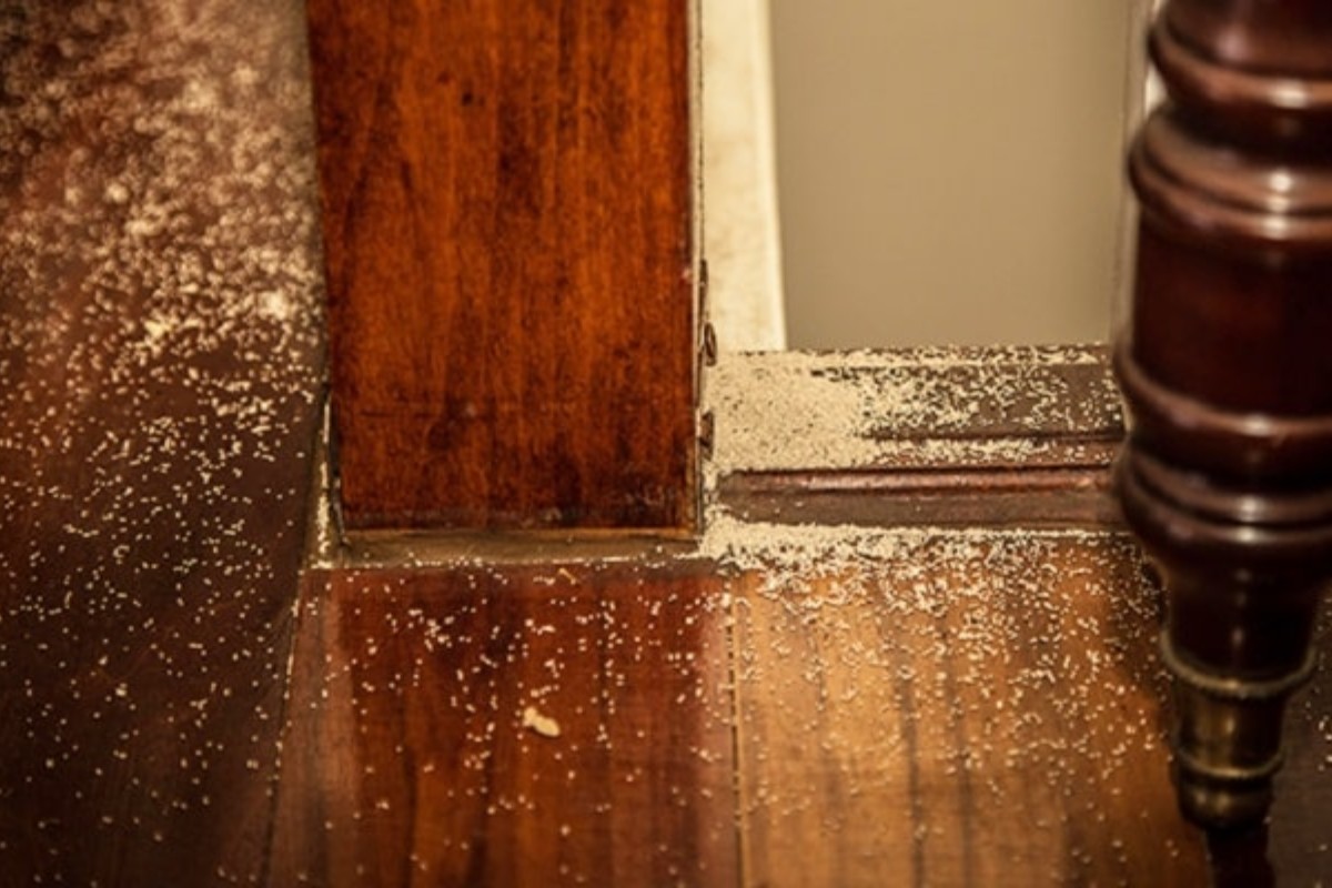 Dịch Vụ Diệt Mối Tại Quận 2 TP. Hồ Chí Minh